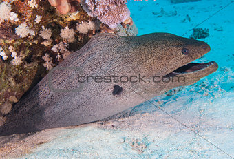 Giant moray eel on a coral reef