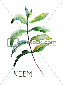 Neem leaves