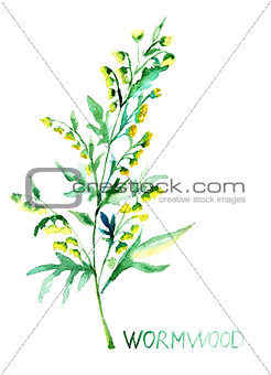 Common Wormwood (Artemisia absinthium)