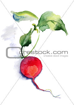 Garden radish