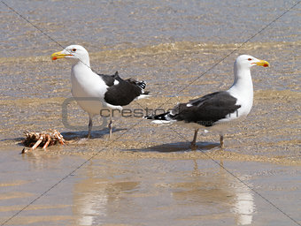 Two Great Black-backed Gulls guarding a crab.
