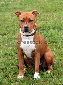 The portrait of American Staffordshire Terrier