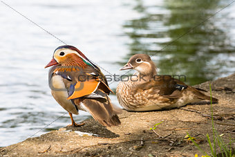 Pair of Mandarin ducks.