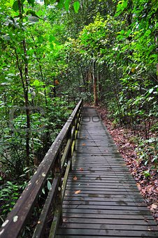 Wooden trail at forested area at Lower Peirce