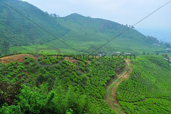 Tea plantation by the mountain at Puncak, Indonesia