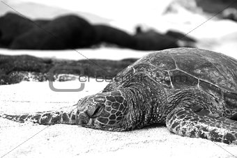 Turtle Resting