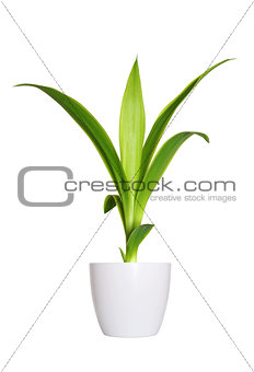 young sprout of Yucca a potted plant isolated over white 