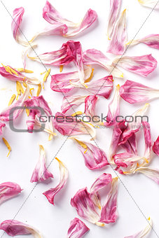 dried petals tulips lay on a white