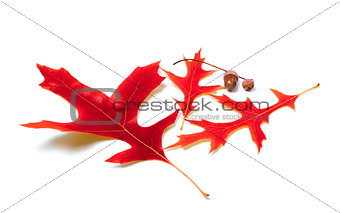 Red oak leaves and acorns
