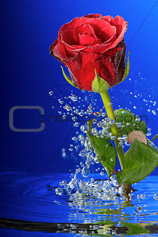 Underwater red rose surrounded by bubbles.