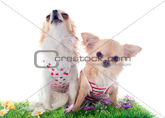 chihuahuas in grass
