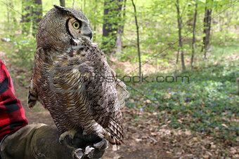 Great horned owl on trainer's arm