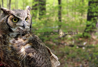 Great horned owl in natural habitat