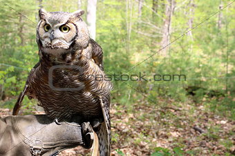 Great Horned owl in the woods