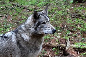 Gray timber wolf in natural habitat
