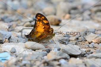 Vagrant butterfly (Vagrans egista sinha)