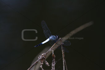 male Sombre Lieutenant dragonfly (Brachydiplax sobrina)