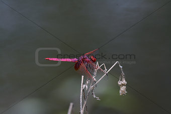 male Crimson Marsh Glider (Trithemis aurora)