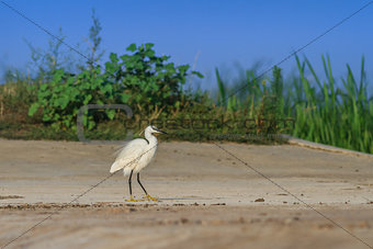 little egret (egretta garzetta)