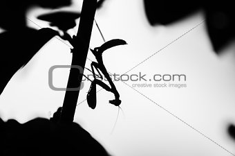 Mantis black and white