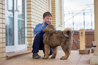 Boy and puppy Tibetan Mastiff