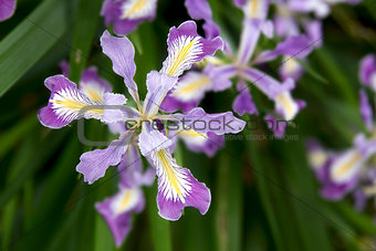 Oregon Irises in Bloom Closeup