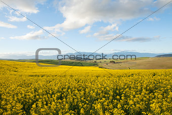 Fields off yellow canola flowers overlooking a valley in South A