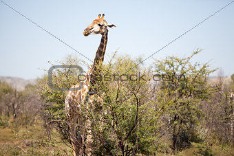 An alert giraffe in the bushveld