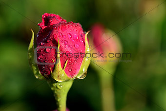 red rosebud  with water drops 