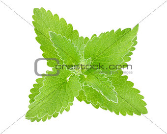 fresh green leaf of melissa