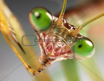 mantis up close