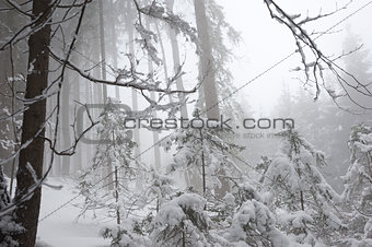 Snowy forest on a misty winter day