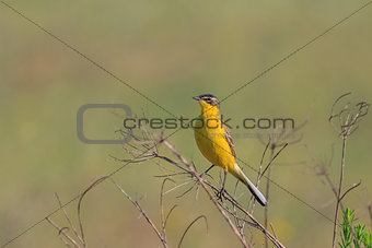 yellow wagtail warble 