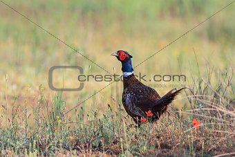 pheasant male 