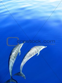 Dolphins chasing the boat