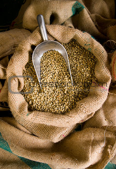 Scoop in Raw Coffee Beans Seeds Burlap Bags