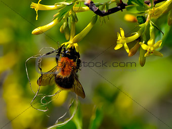 Bumblebee on  the yellow flowers