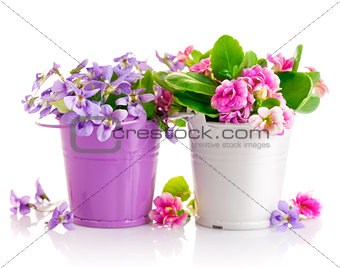 flowers in bucket with green leaves