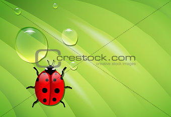 ladybug on wet leaf
