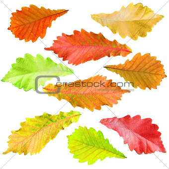 collection of tree leaves isolated on white background