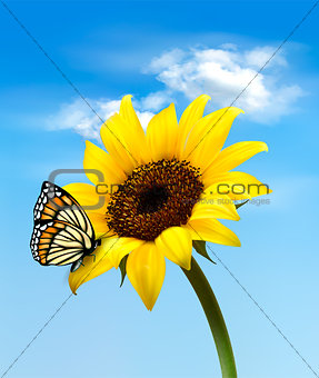 Background with sunflower field over cloudy blue sky. Vector