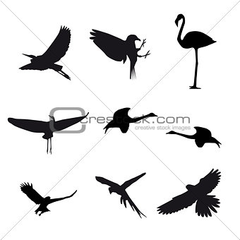 Set of different photographs of birds isolated on white backgrou