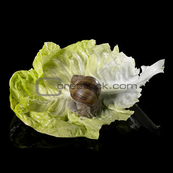 Grapevine snail on fresh green lettuce leaf