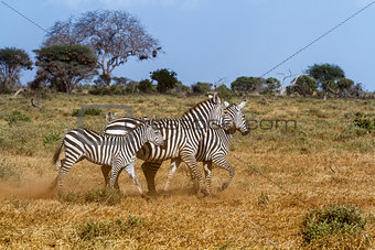 Three zebras in Tasvo National Park Kenya