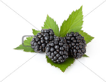 Three ripe blackberries with leaves