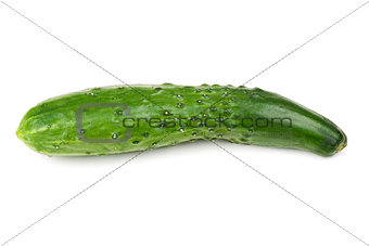 one fresh green cucumber
