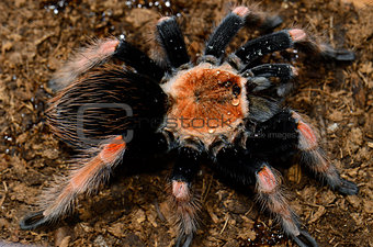 Mexican Fireleg tarantula(Brachypelma boehmei)