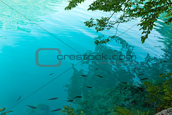 Small fish shoal in azure lake