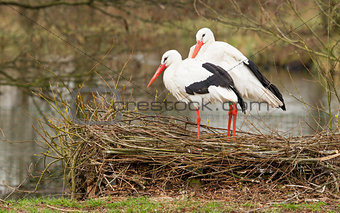 Pair of storks