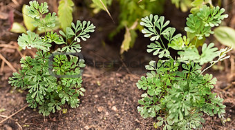 Organic Rue herb